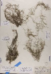 Usnea trichodea image