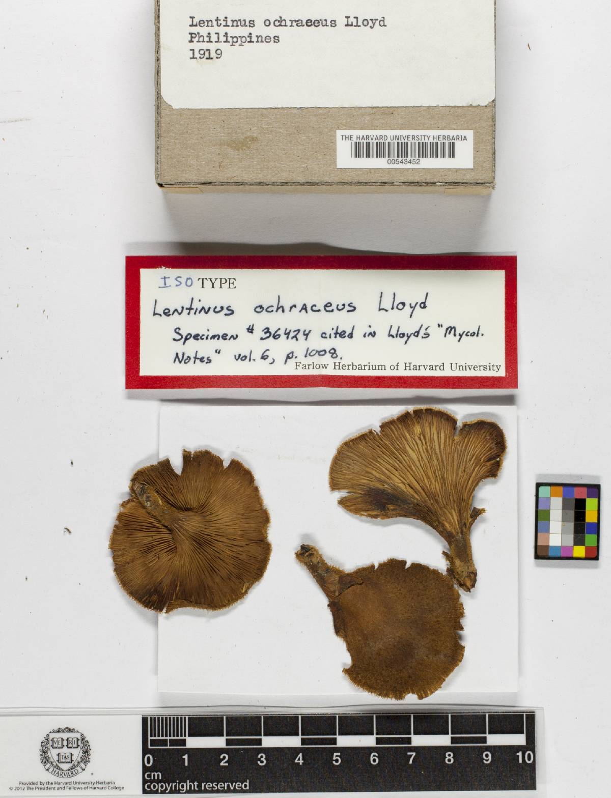 Lentinus ochraceus image