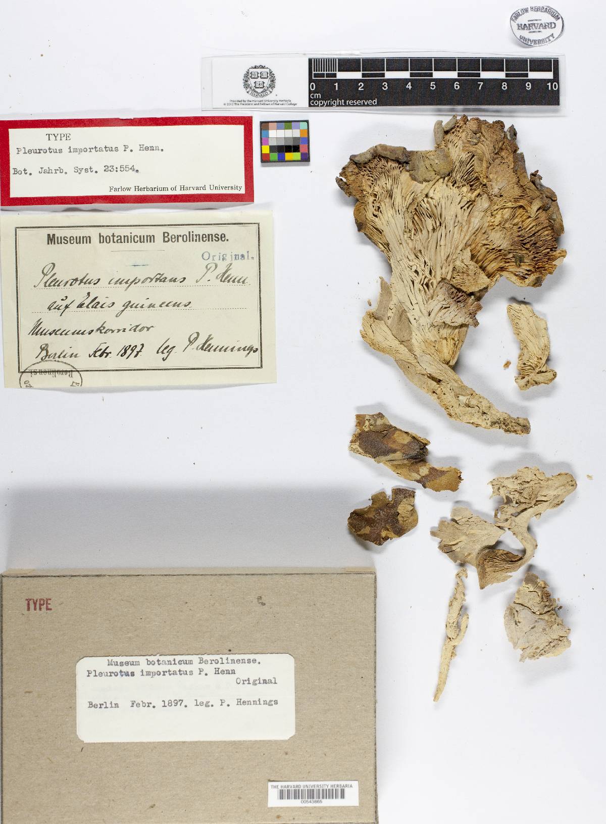 Pleurotus importatus image