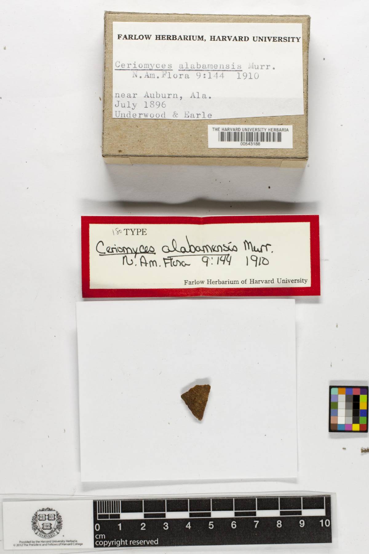 Ceriomyces alabamensis image
