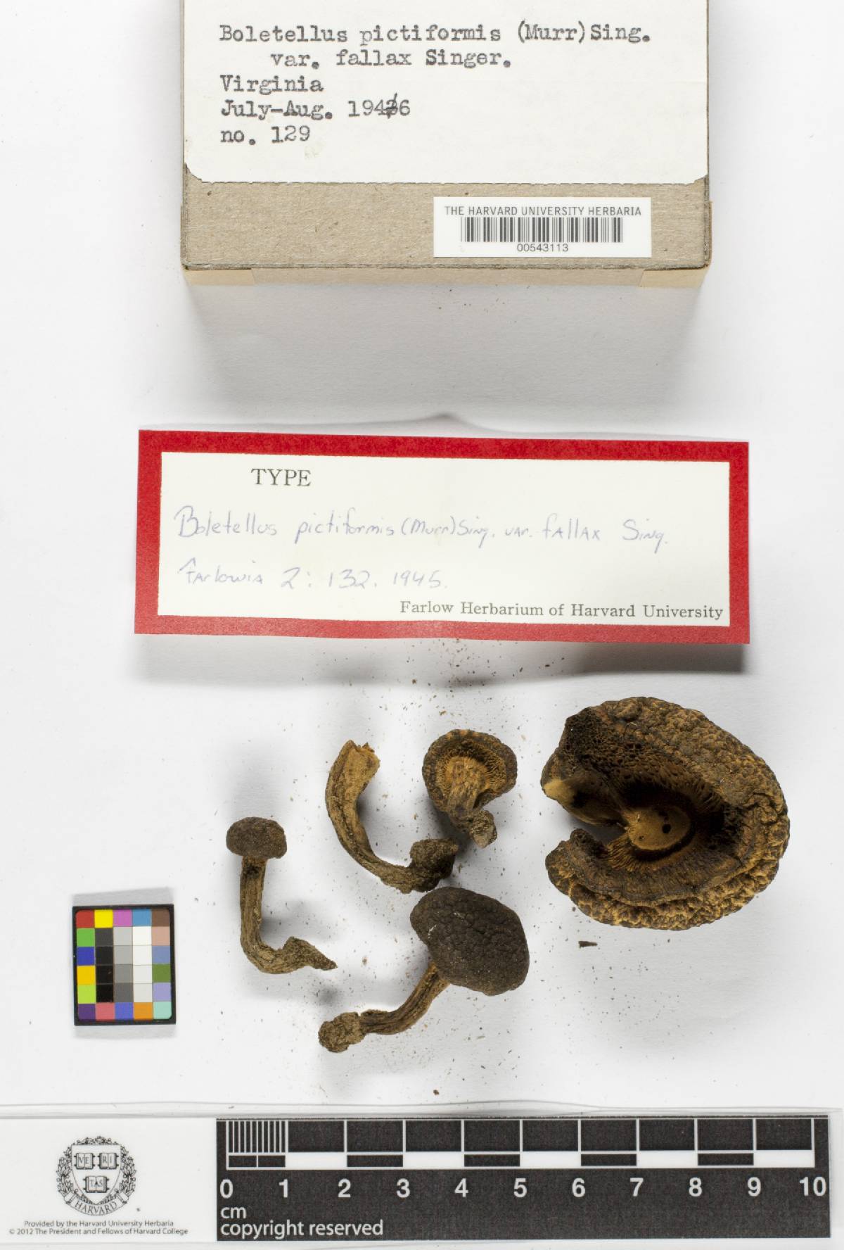 Boletellus pictiformis var. fallax image