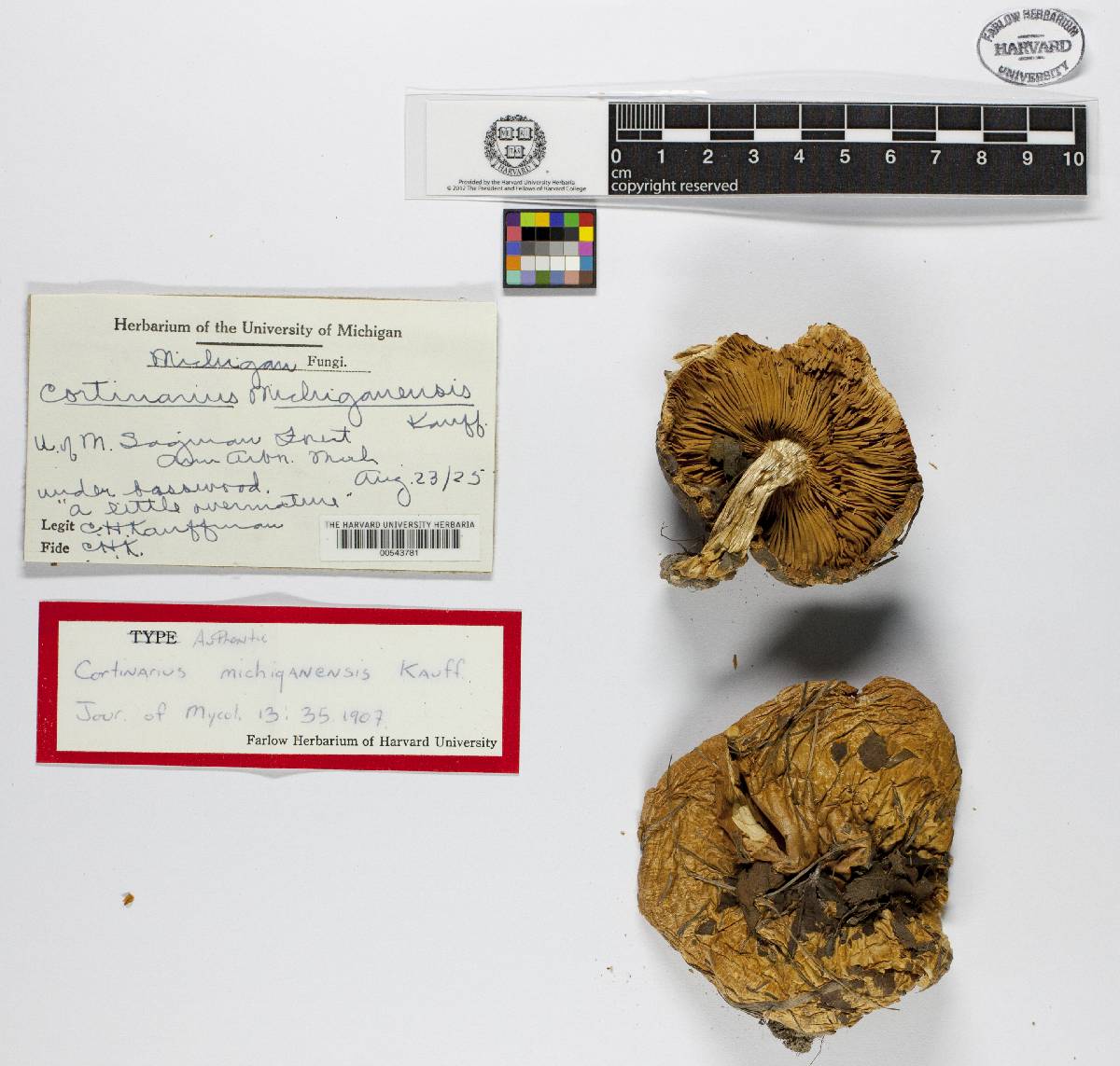Cortinarius michiganensis image