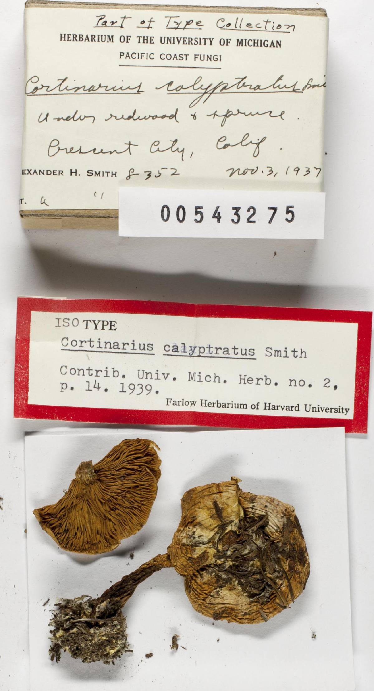 Cortinarius calyptratus image