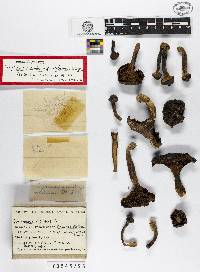 Chroogomphus vinicolor image
