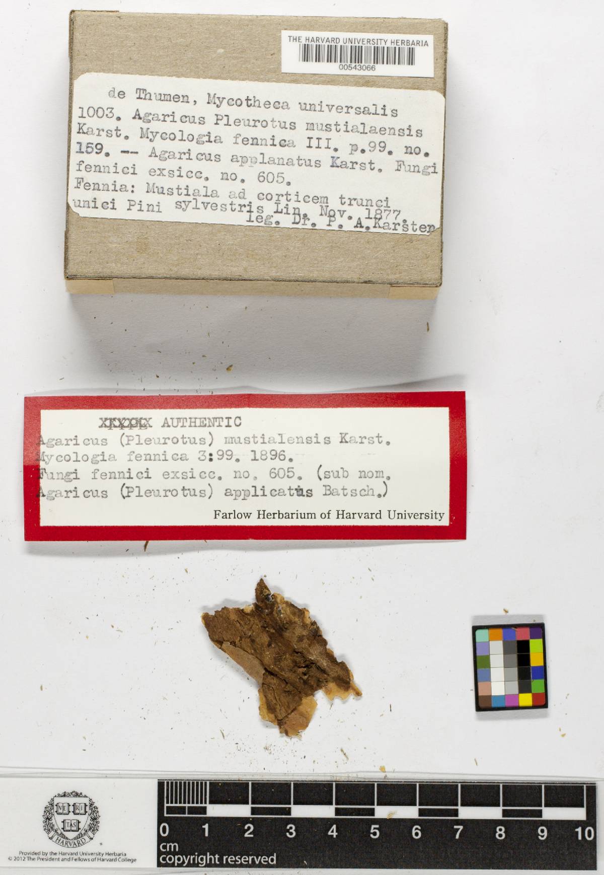 Hohenbuehelia mustialaensis image