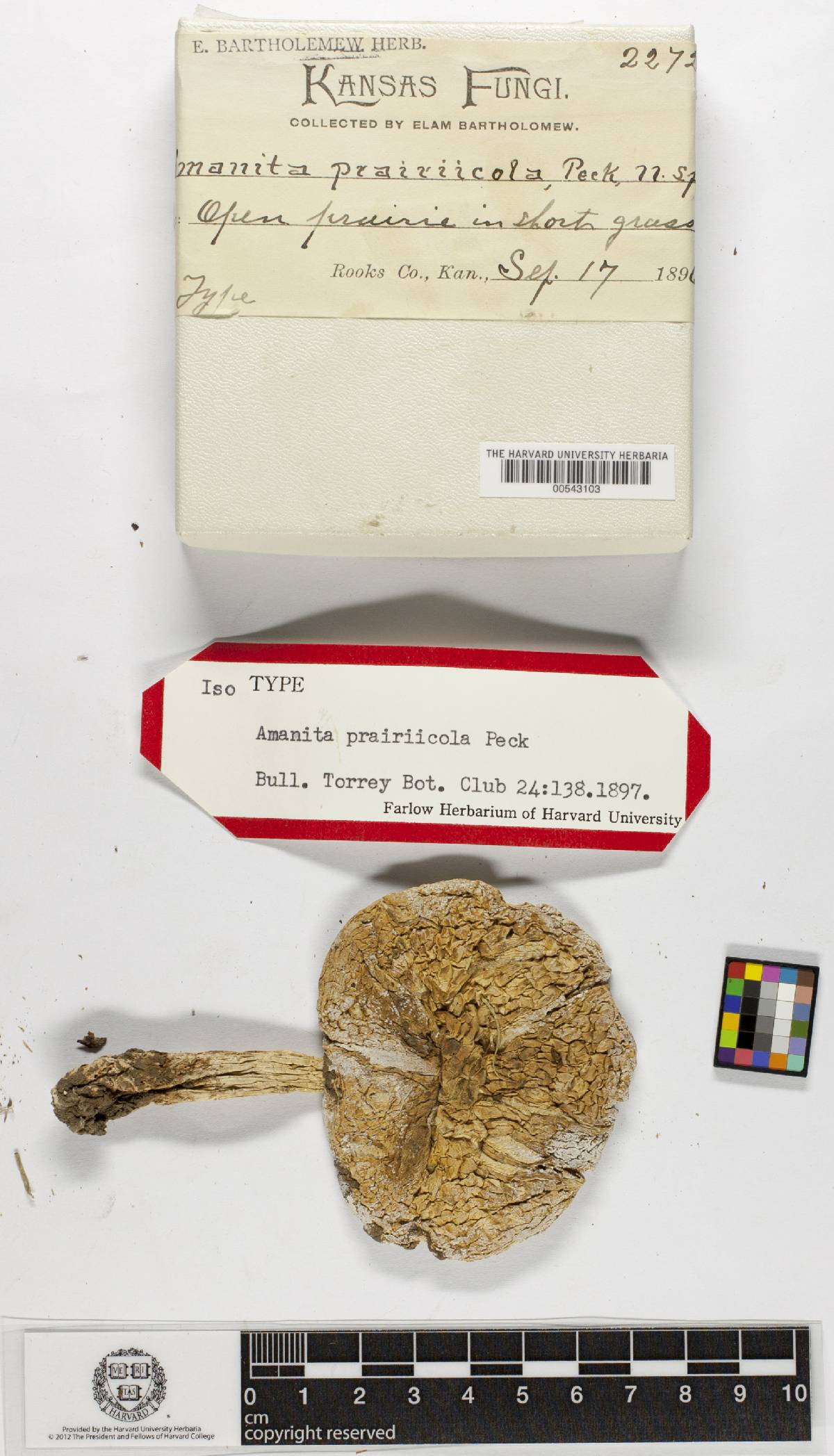 Amanita prairiicola image