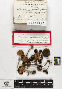Cortinarius washingtonensis image