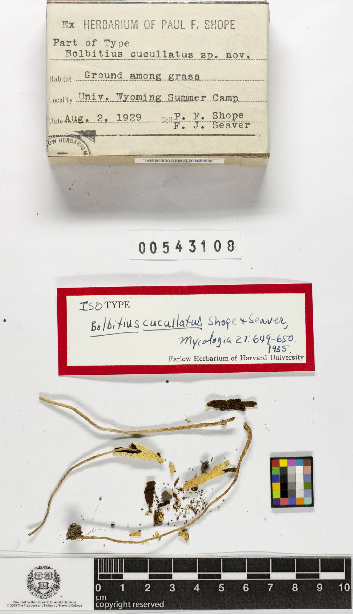 Leratiomyces cucullatus image