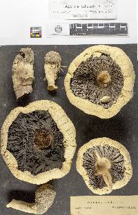 Agaricus tabularis image