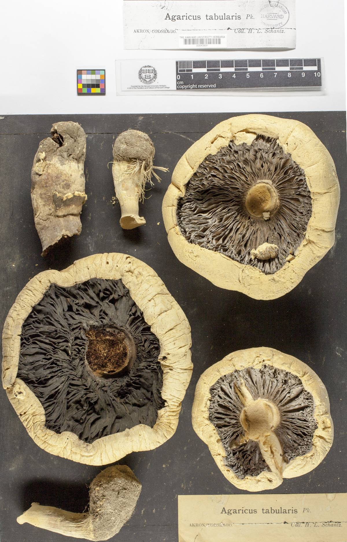 Agaricus tabularis image