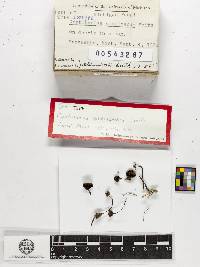 Cortinarius americanus image