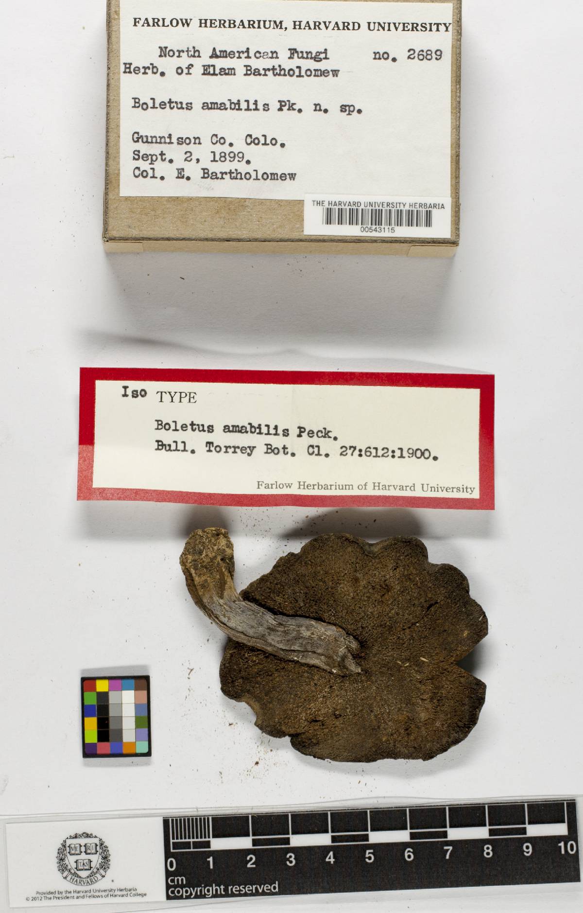 Boletus amabilis image