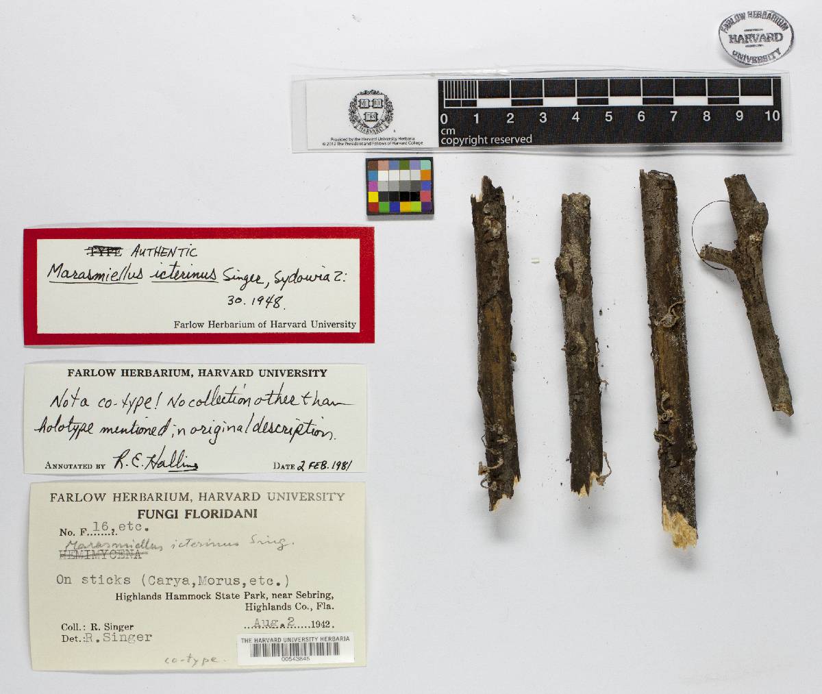 Marasmiellus icterinus image