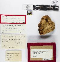 Boletus auripes image