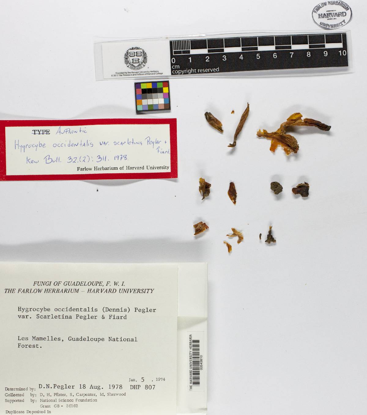 Hygrocybe occidentalis image