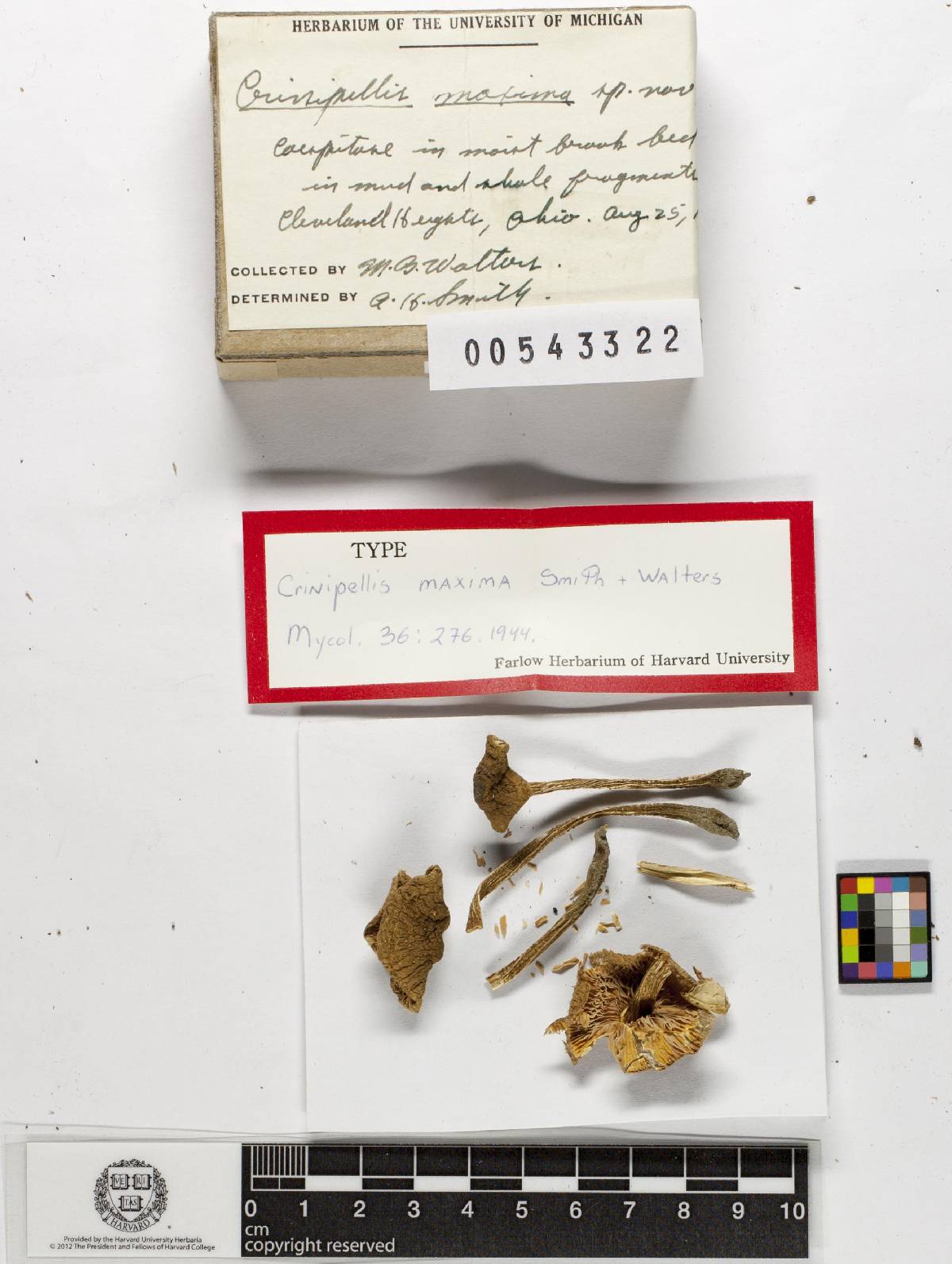 Crinipellis maxima image