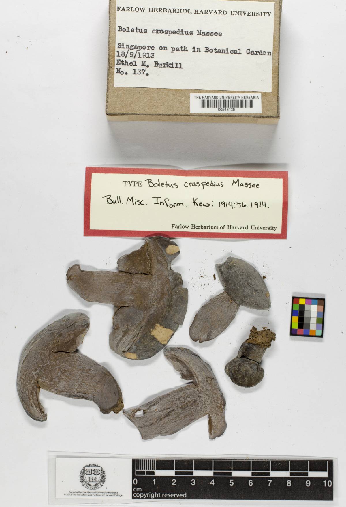 Boletus craspedius image