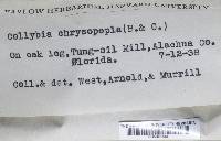Cyptotrama asprata image