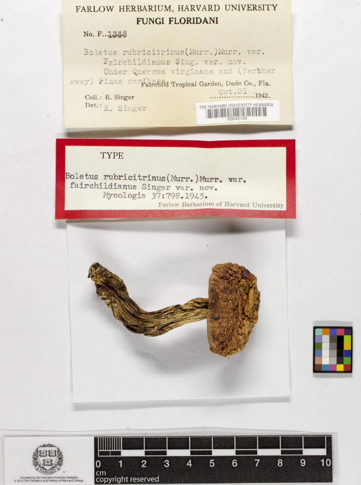 Boletus rubricitrinus var. fairchildianus image