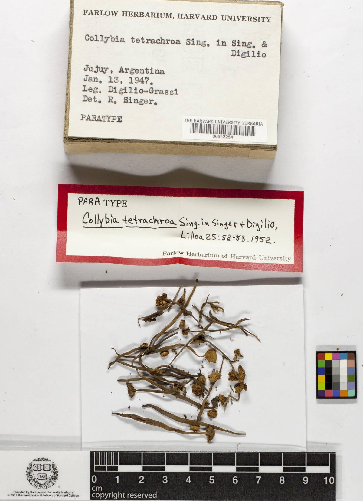 Collybia tetrachroa image