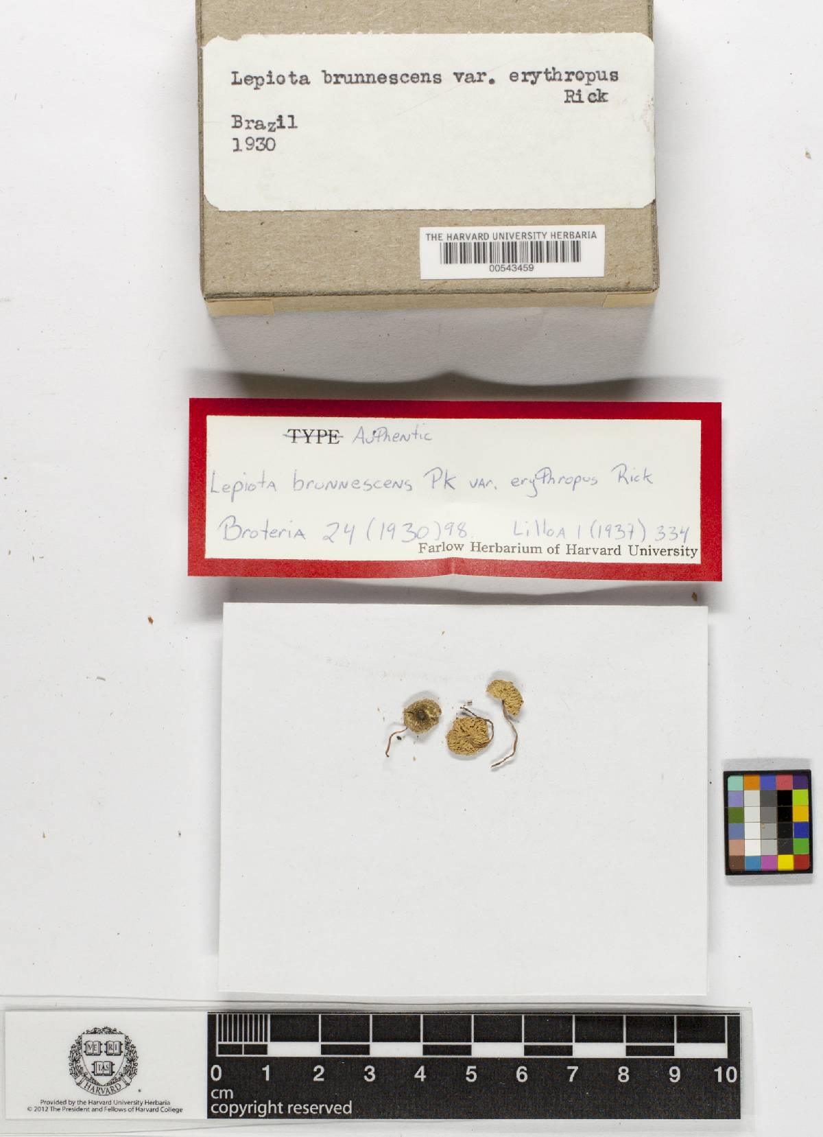 Lepiota brunnescens image