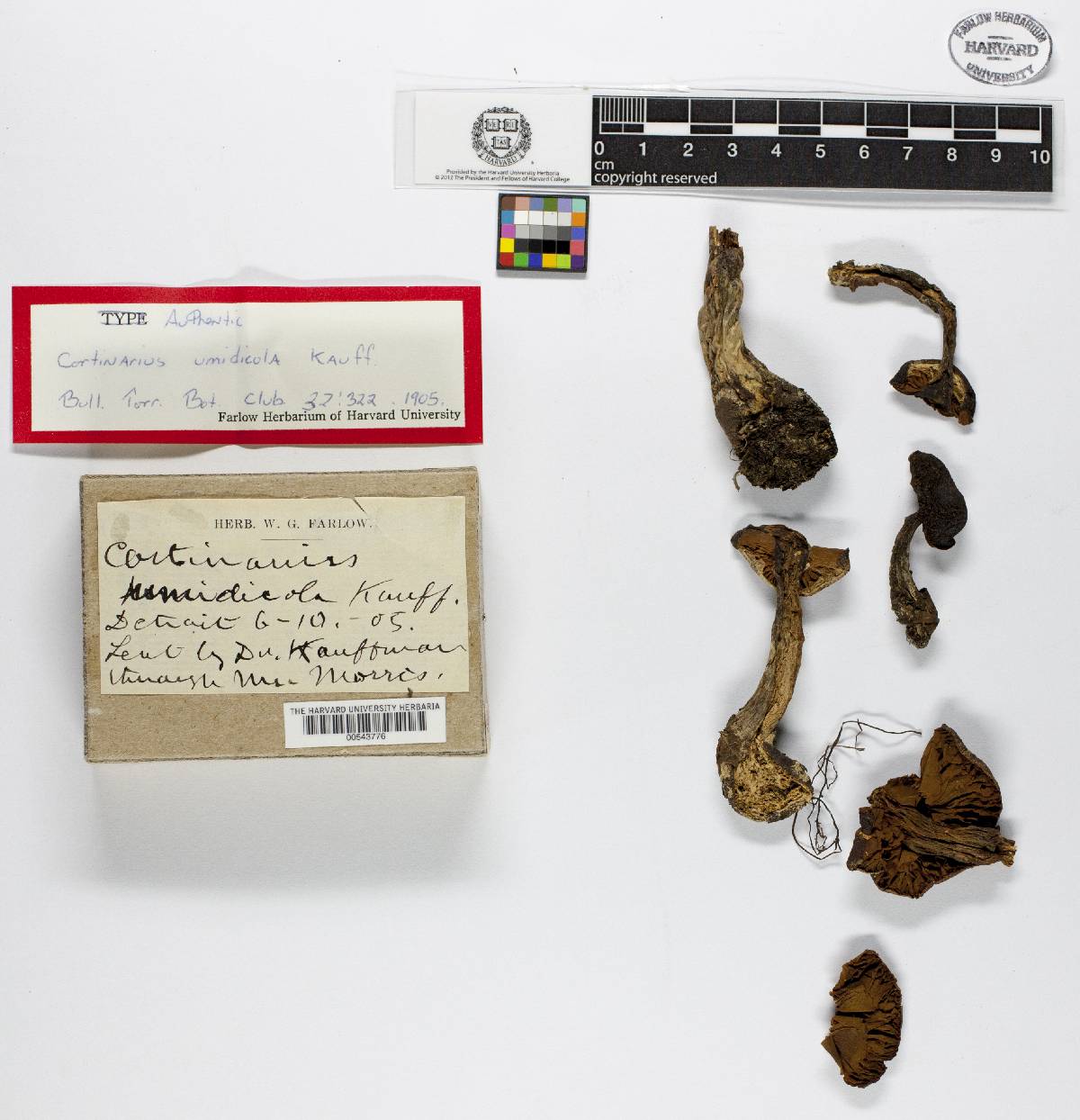 Cortinarius lucorum image