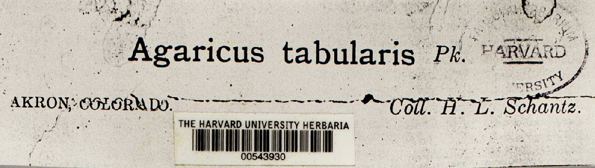 Agaricus tabularis image