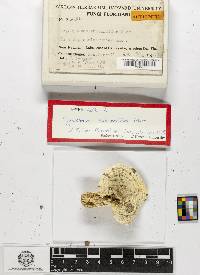 Hygrophorus subsordidus image