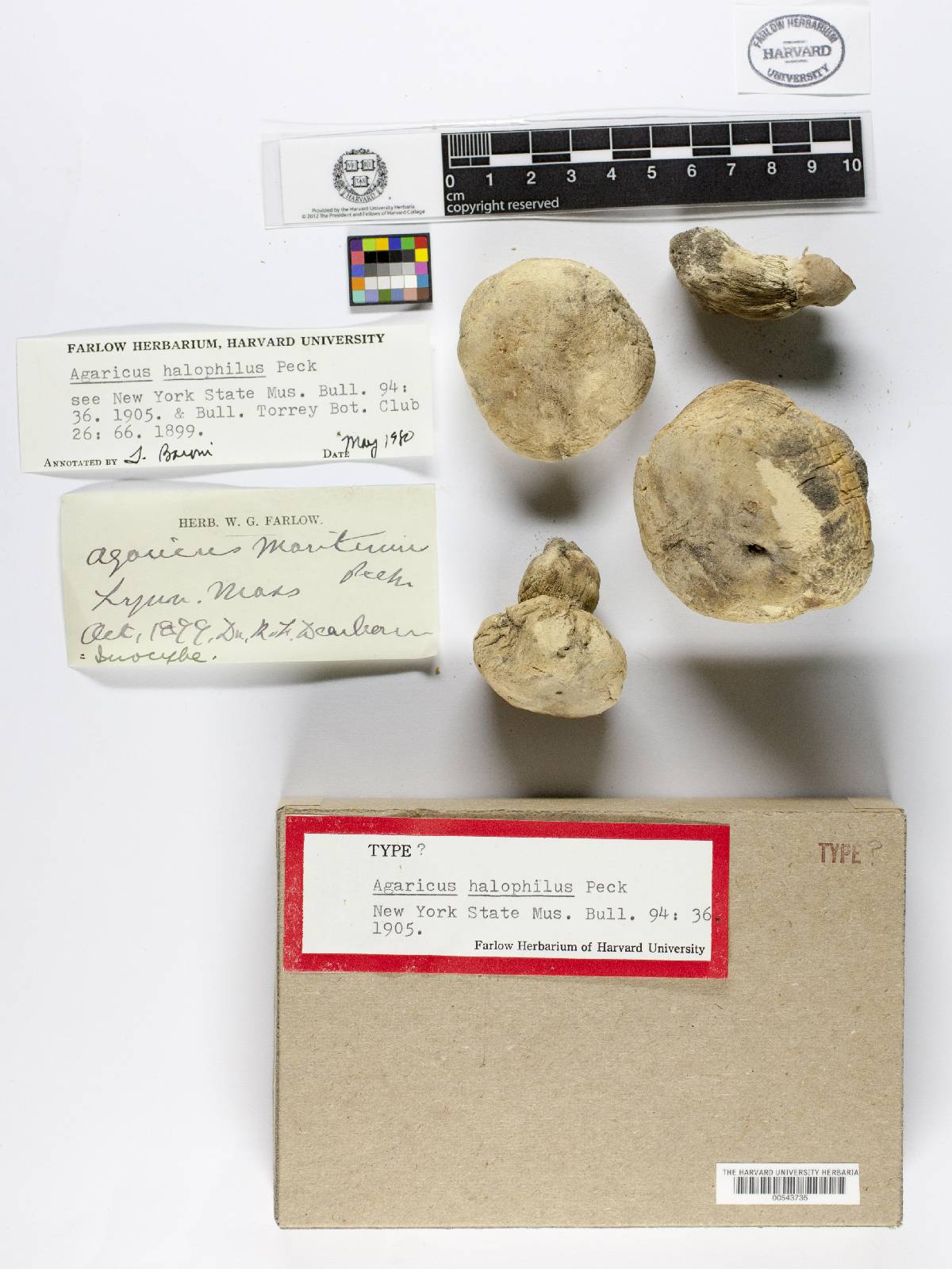 Agaricus halophilus image