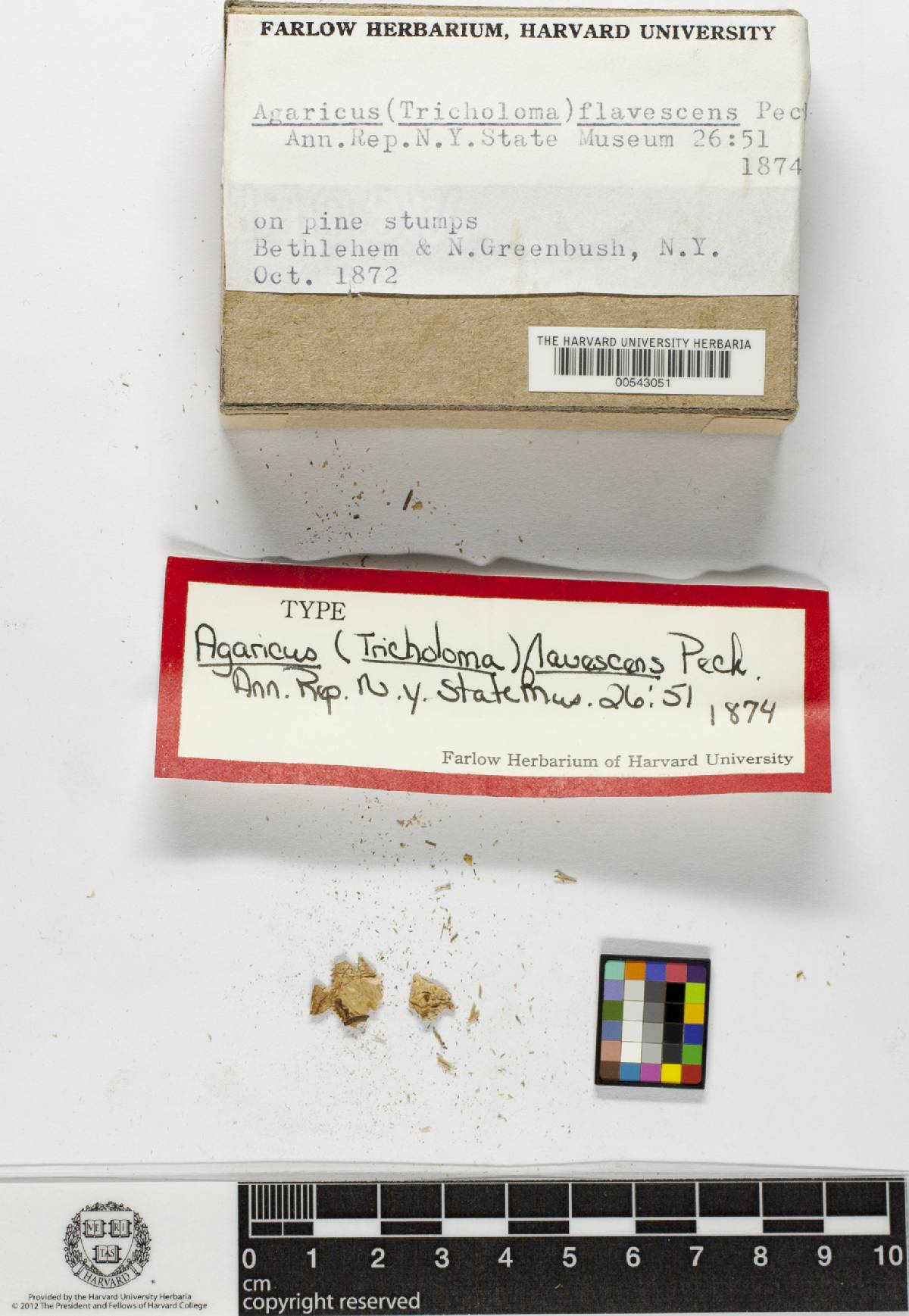 Agaricus flavescens image