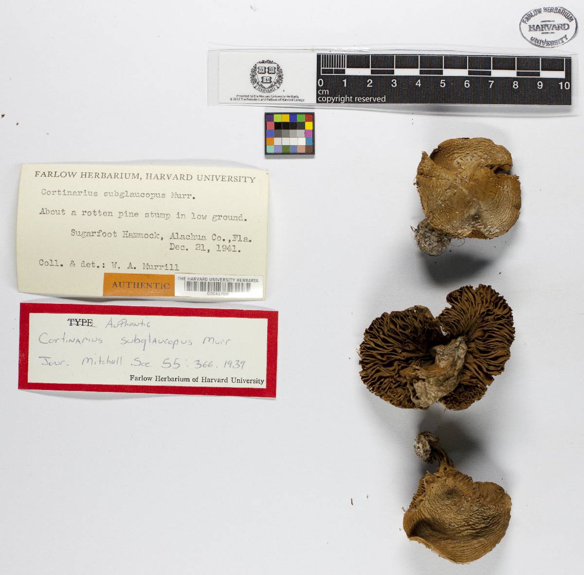 Cortinarius magicus image