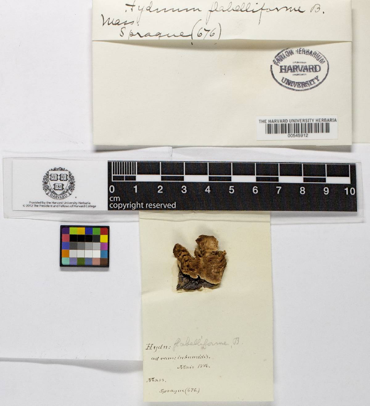 Hydnum flabelliforme image