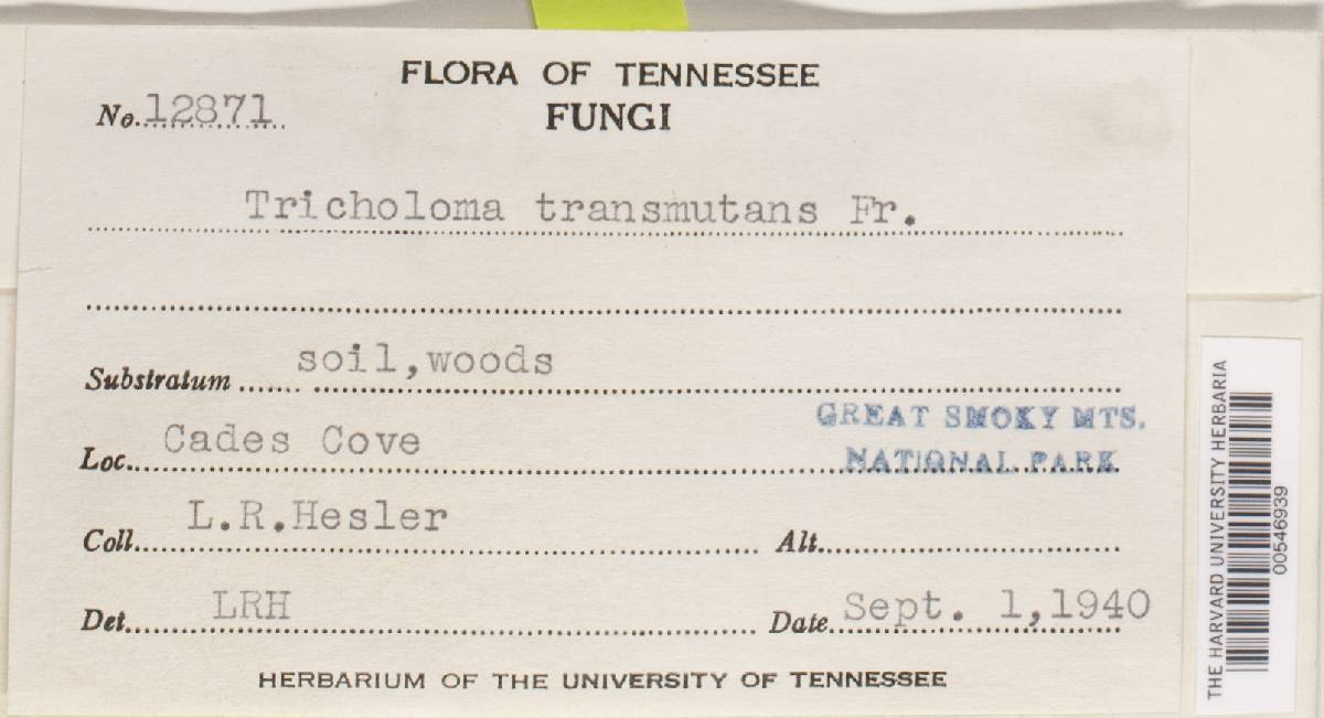 Tricholoma transmutans image