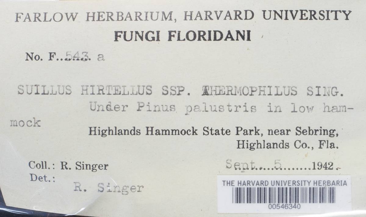 Suillus hirtellus subsp. thermophilus image