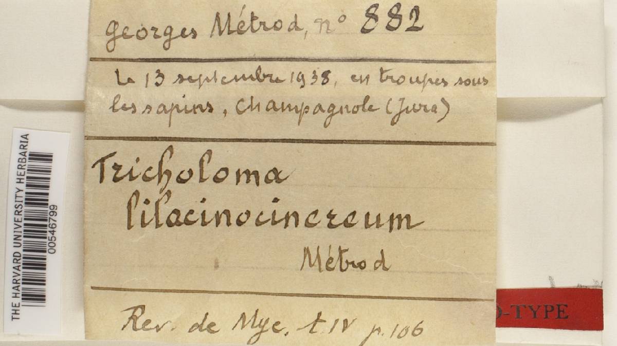 Tricholoma lilacinocinereum image