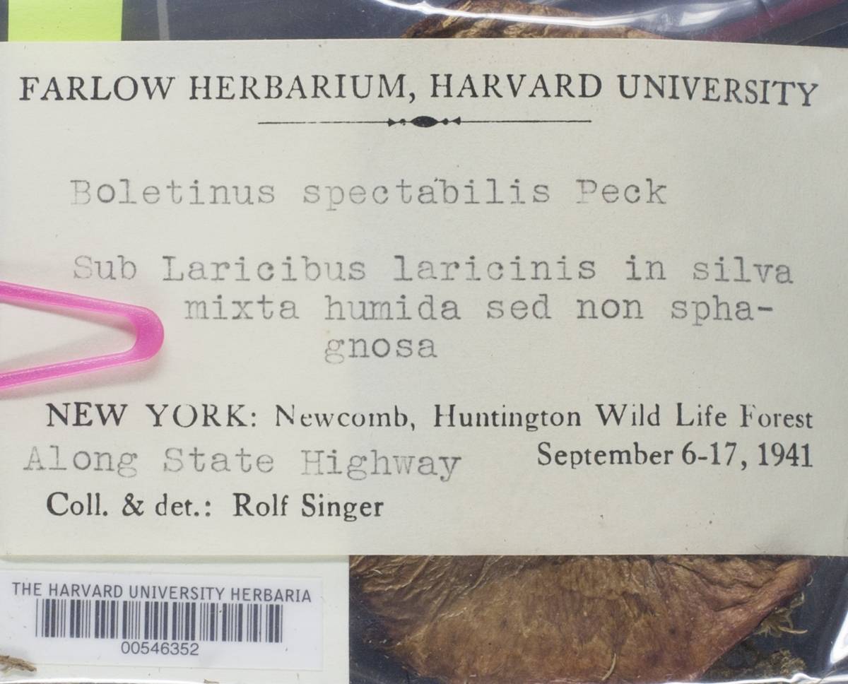 Suillus spectabilis image