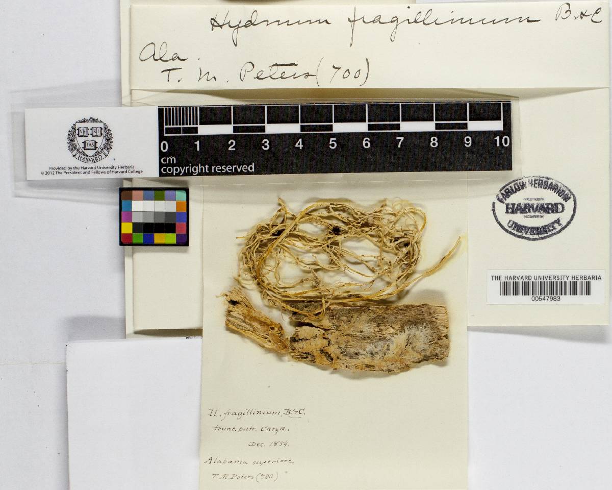 Hydnum fragilissimum image