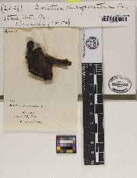 Boletus chrysenteron image