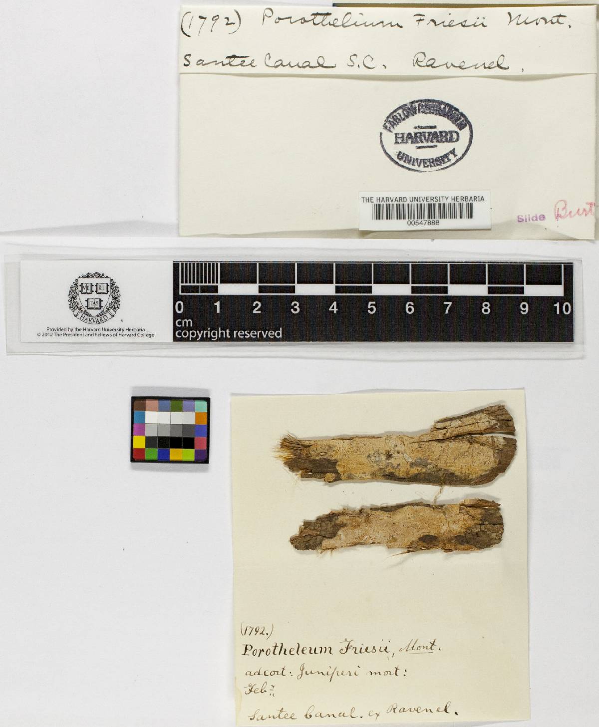 Porotheleum friesii image