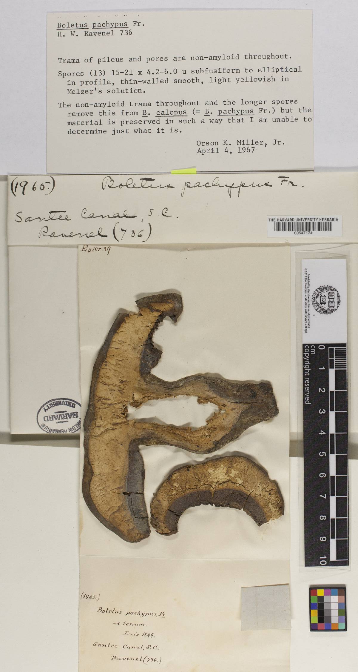 Caloboletus radicans image