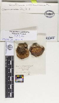 Lentinellus ursinus image