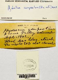 Hydnellum compactum image