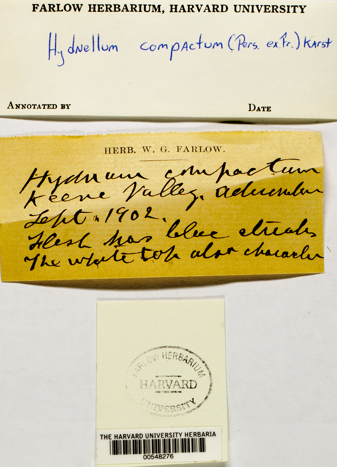 Hydnellum compactum image