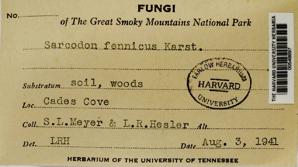 Sarcodon fennicus image