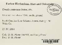 Urnula craterium image