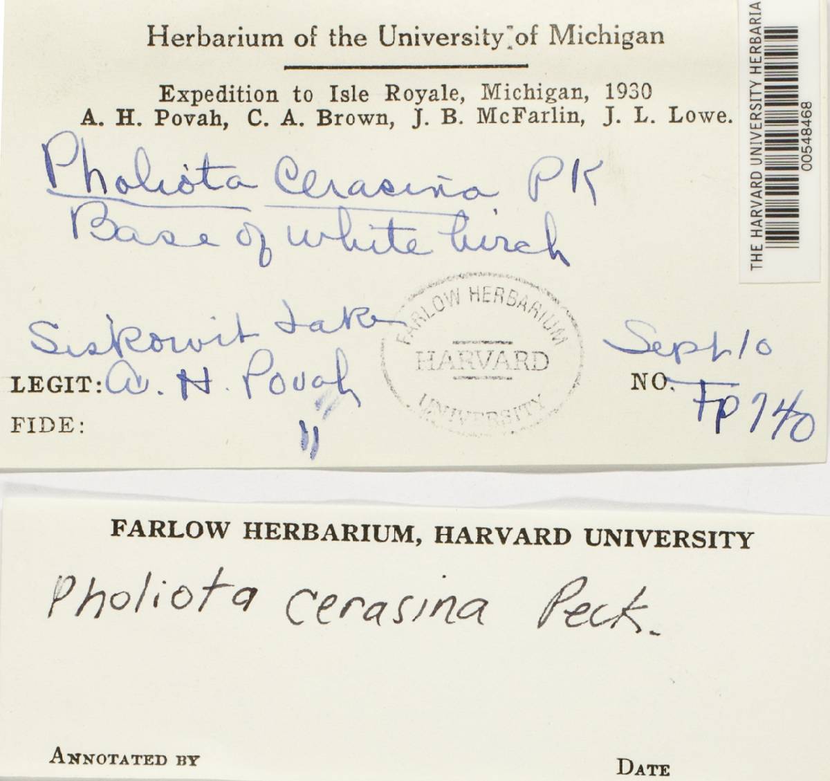 Pholiota cerasina image