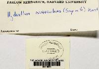 Hydnellum suaveolens image