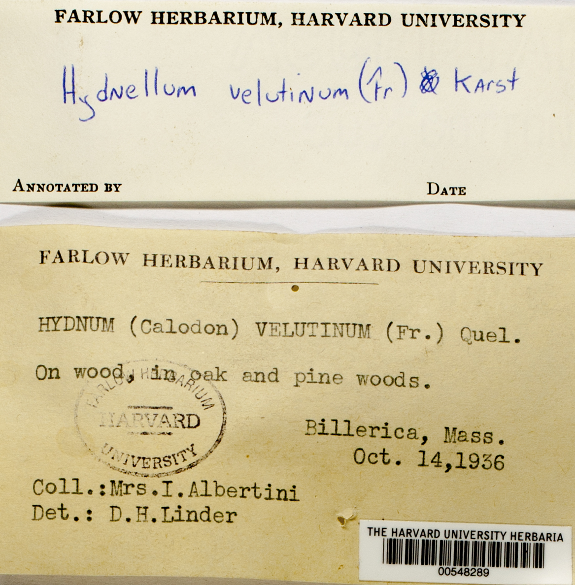 Hydnellum velutinum image