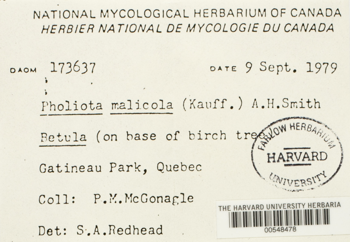 Pholiota malicola image