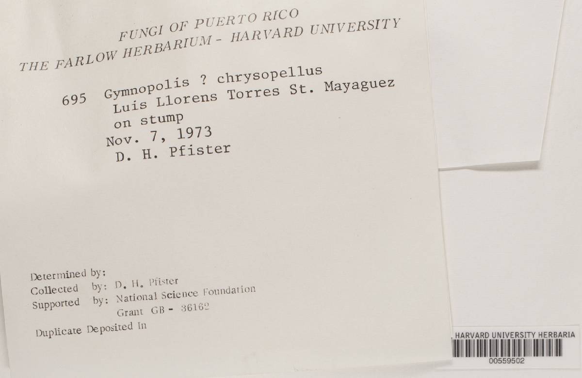 Gymnopilus chrysopellus image